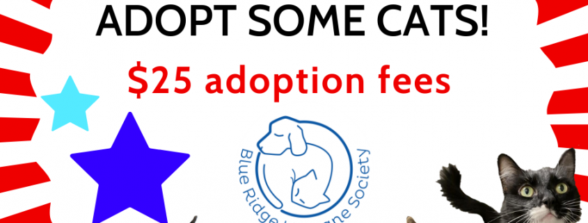 Cat adoption promo flyer