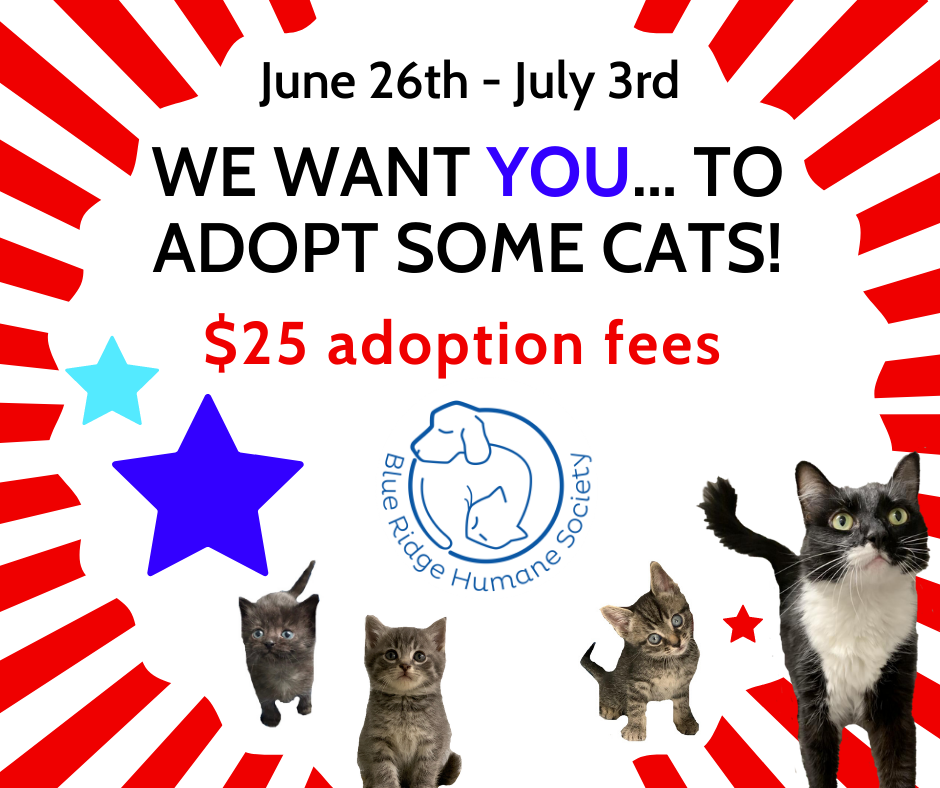 Cat adoption promo flyer