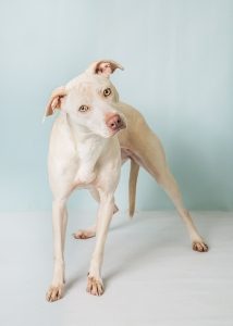 white dog looks at camera with a head tilt