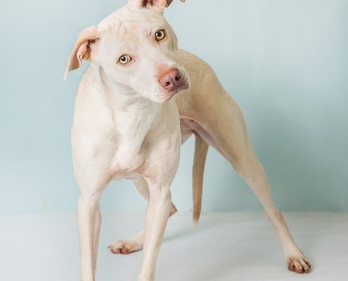 white dog looks at camera with a head tilt