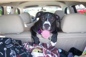 a dog looks over the backseat of an suv