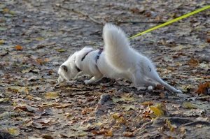 white dog pulls on a leash while sniffing the ground