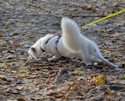 white dog pulls on a leash while sniffing the ground