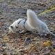 white dog pulls on a leash while sniffing the ground