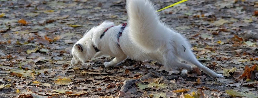 white dog pulls on a leash while sniffing the ground