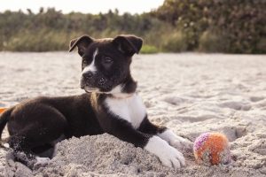 black and white puppy sits on sand with a tennis ball