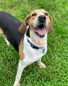 Lost and Found What You Can Do Blue Ridge Humane Society