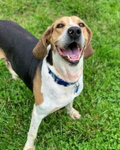 black, tan and white hound dog looks up at camera