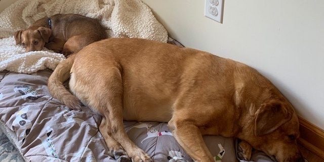 small brown dog and large brown dog sleep together on a bed on the floor