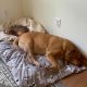 small brown dog and large brown dog sleep together on a bed on the floor