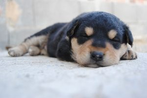 black and brown puppy sleeping