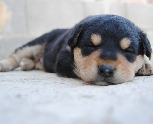 black and brown puppy sleeping