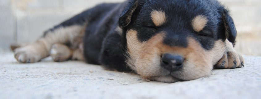 black and brown puppy sleeping
