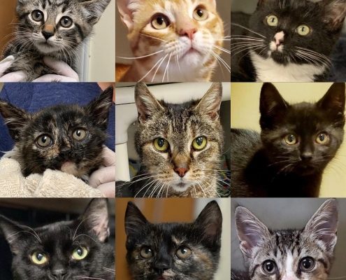 collage of cats