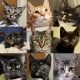 collage of cats