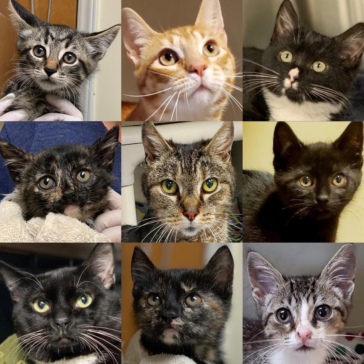 Cat Adoption Fees Reduced! - Blue Ridge Humane Society