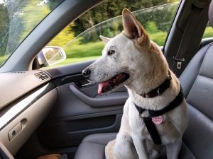 dog sits the the front eat of a car