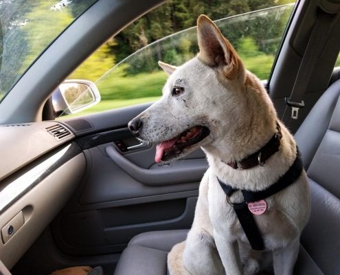 dog sits the the front eat of a car