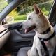 dog sits the the front eat of a car