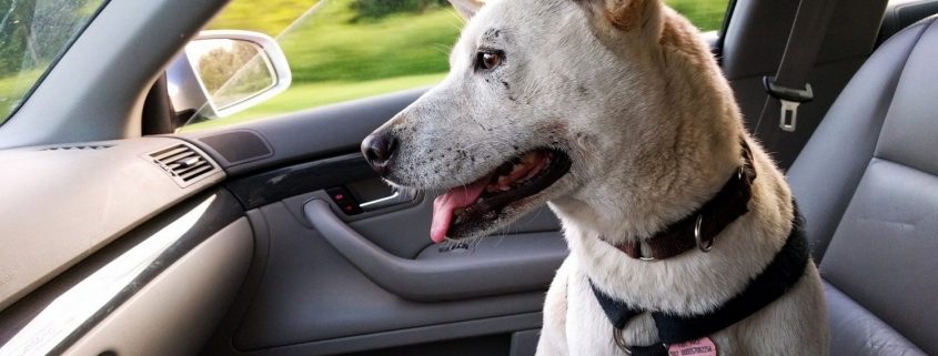 dog sits the the front eat of a car