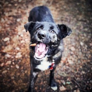 dog catches treats