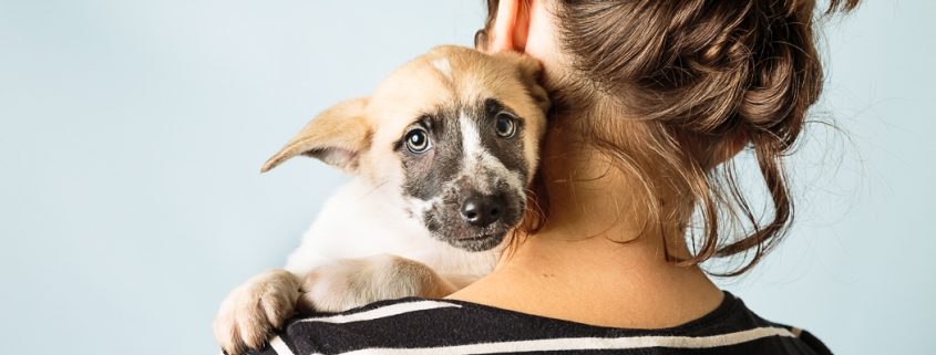 Ask Crystal: How to Make the Crate Great! - Blue Ridge Humane Society