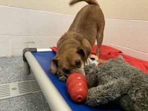 small brown dog investigates a kong toy