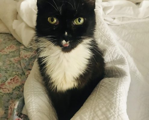 Black cat with white chest sits up while wrapped in a blanket