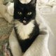 Black cat with white chest sits up while wrapped in a blanket