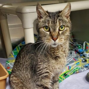 serious looking tabby cat sits looking at camera