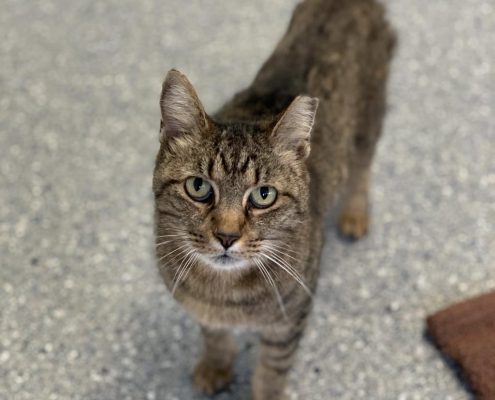 grey tabby cat looks up a camera