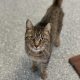 grey tabby cat looks up a camera