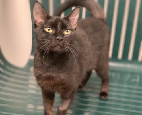 A black cat stands on a bench inside