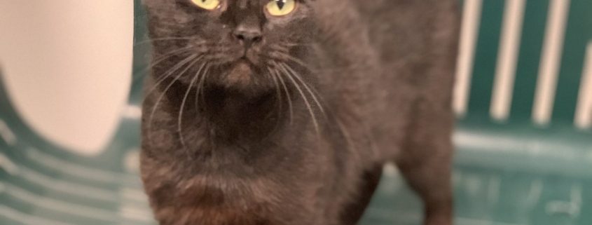 A black cat stands on a bench inside
