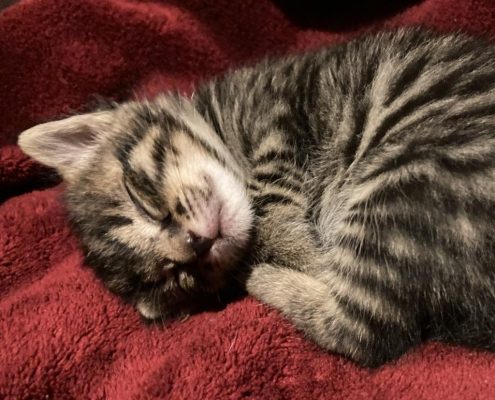 tabby kitten sleeping