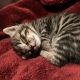 tabby kitten sleeping