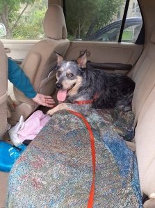 Cattle dog sits in the backseat of a car looking happy