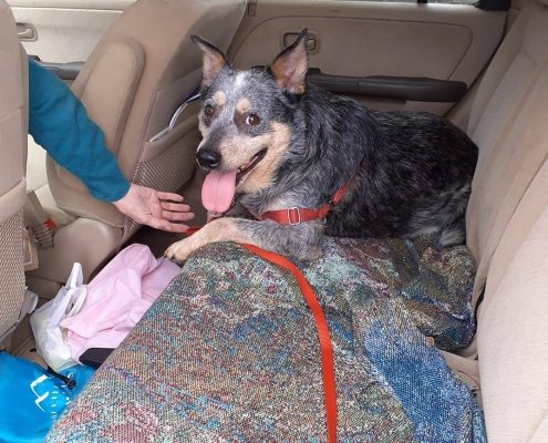 Cattle dog sits in the backseat of a car looking happy