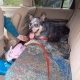 Cattle dog sits in the backseat of a car looking happy