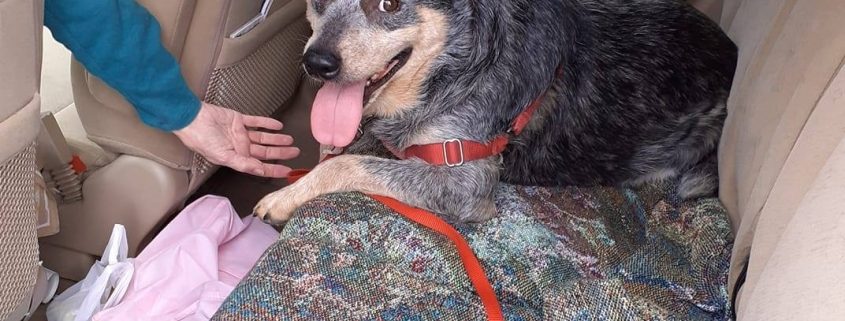 Cattle dog sits in the backseat of a car looking happy