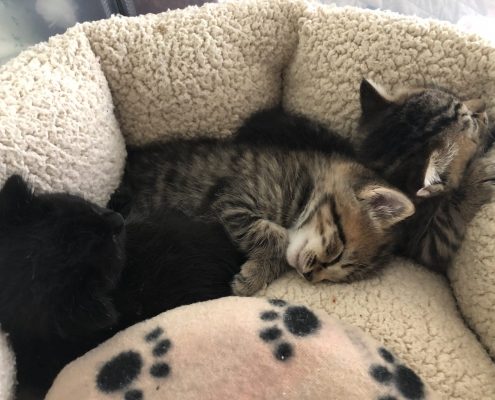 group of kittens sleeping