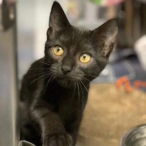 Black kitten with green eyes