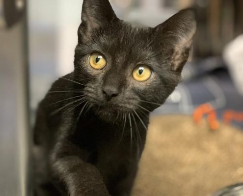 Black kitten with green eyes