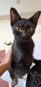 black kitty with green eyes stands on back legs looking up