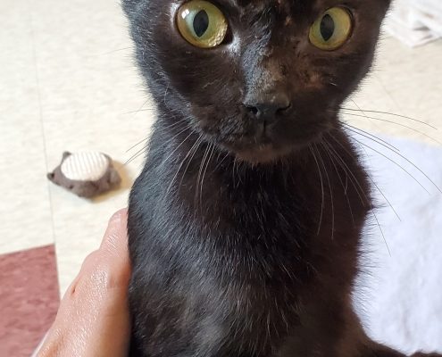 black kitty with green eyes stands on back legs looking up
