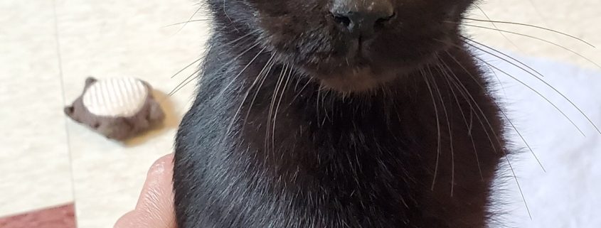 black kitty with green eyes stands on back legs looking up