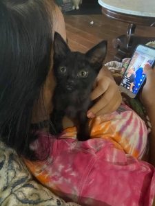 a small black kitten snuggles on the shoulder of a women sitting on a couch