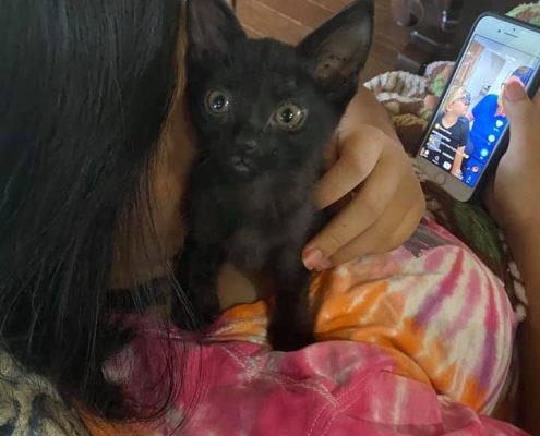 a small black kitten snuggles on the shoulder of a women sitting on a couch