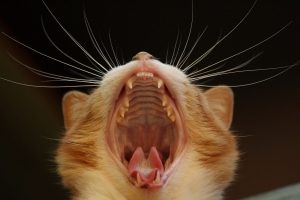 a yellow cat yawns showing off all their teeth