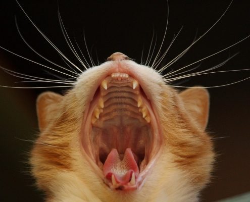 a yellow cat yawns showing off all their teeth